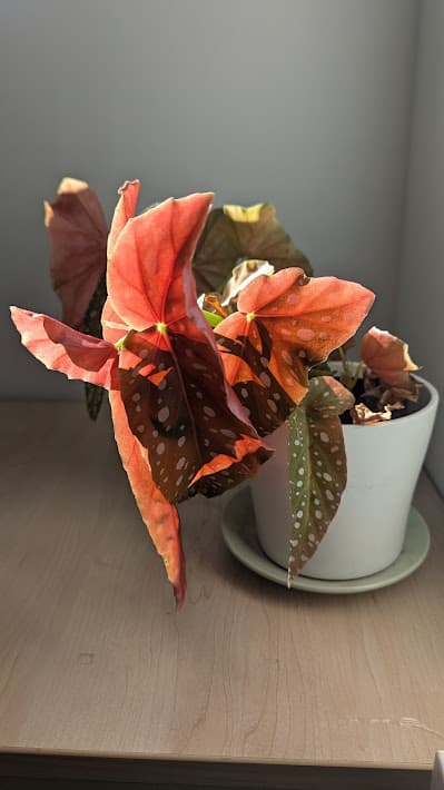 Working in a shared office