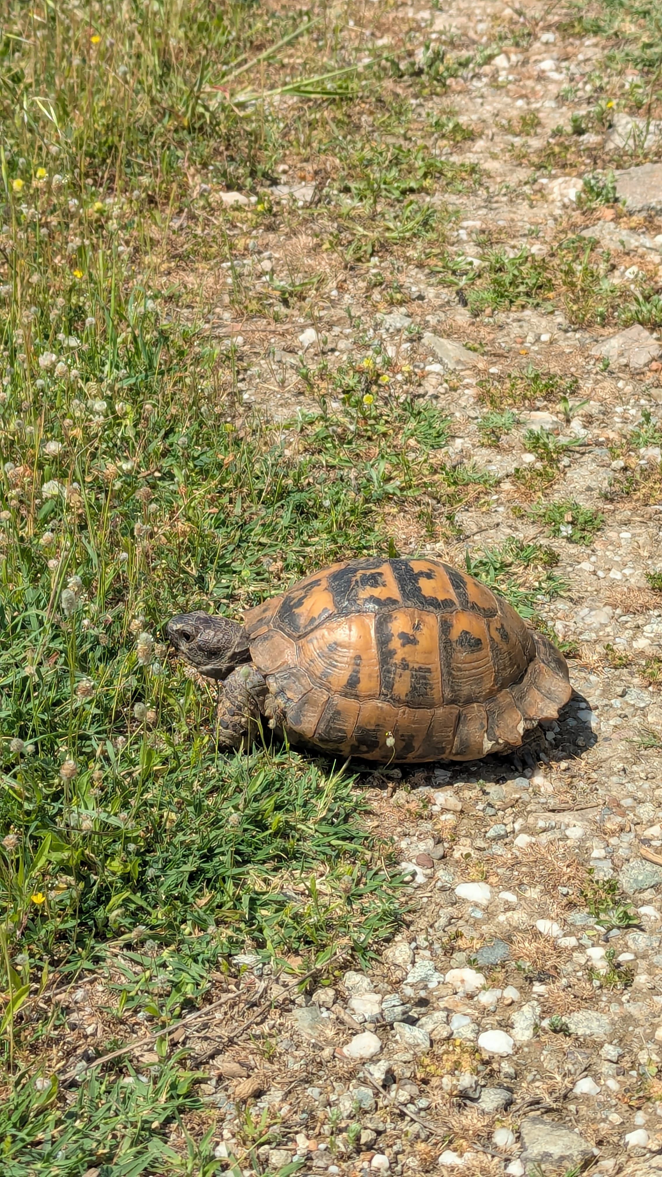 Thessalonikian Turtle