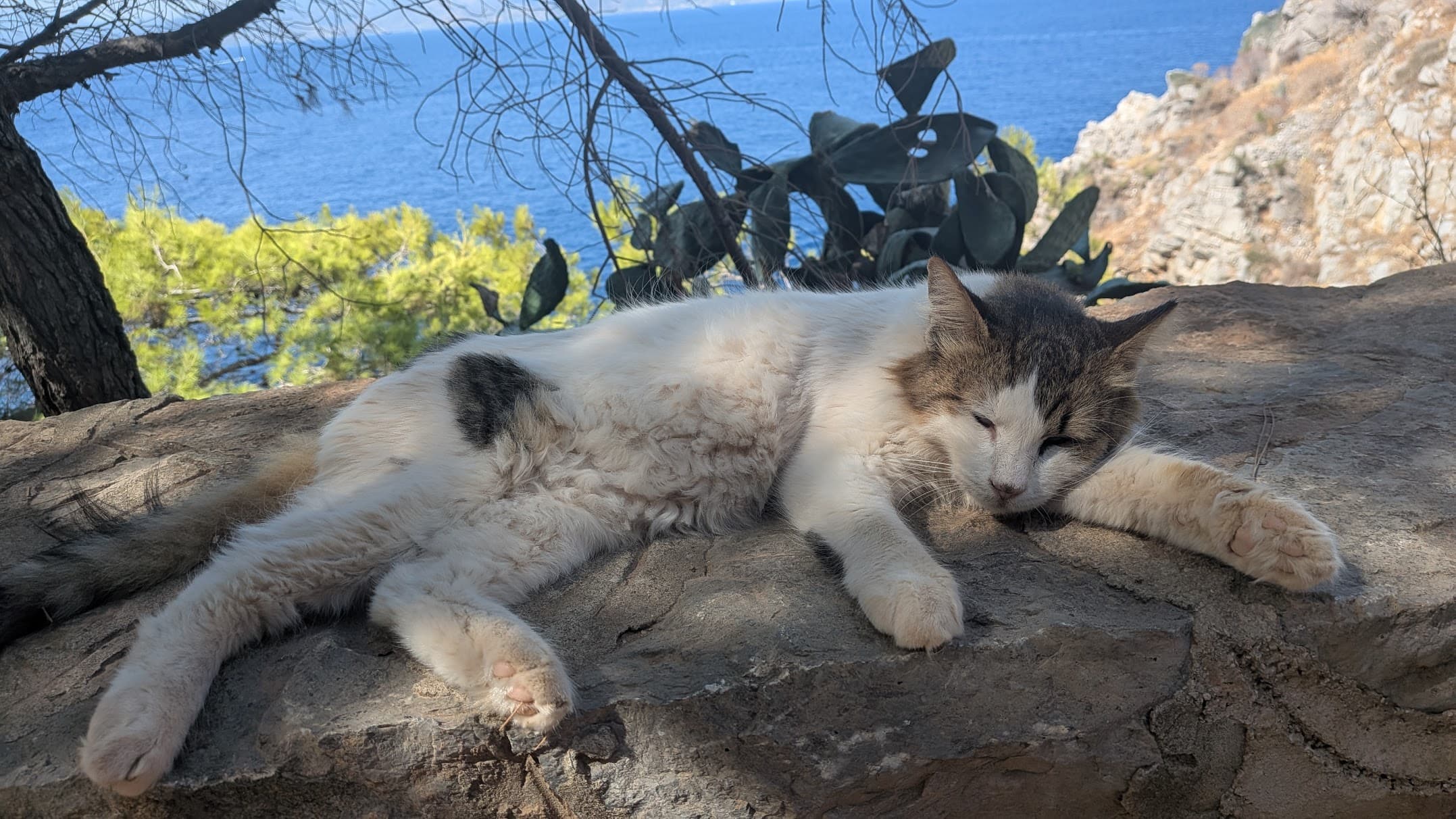 Hydra Island Kedi